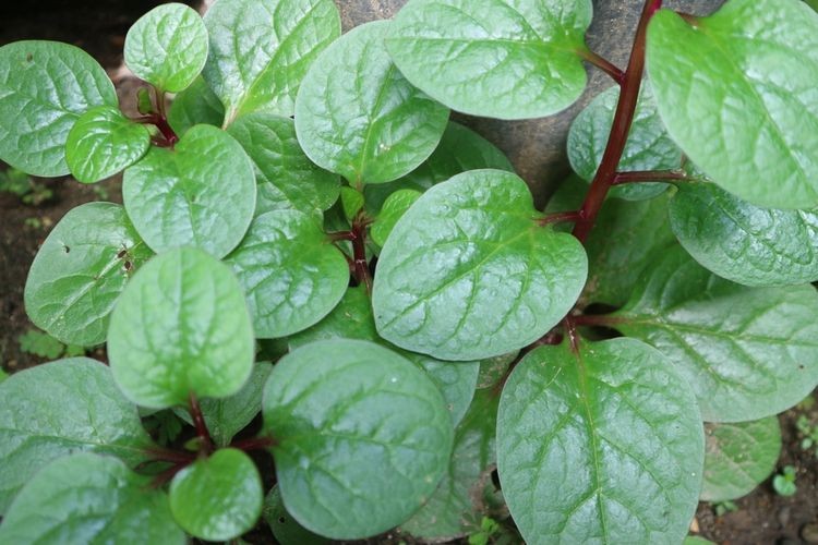 Apa manfaat daun binahong untuk kesehatan? Yuk Simak Ulasannya!