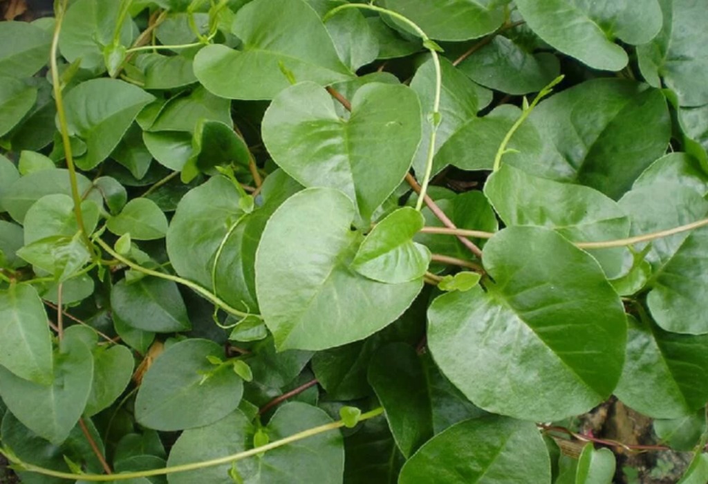 Dapatkan manfaat daun binahong hijau untuk kesehatan Anda
