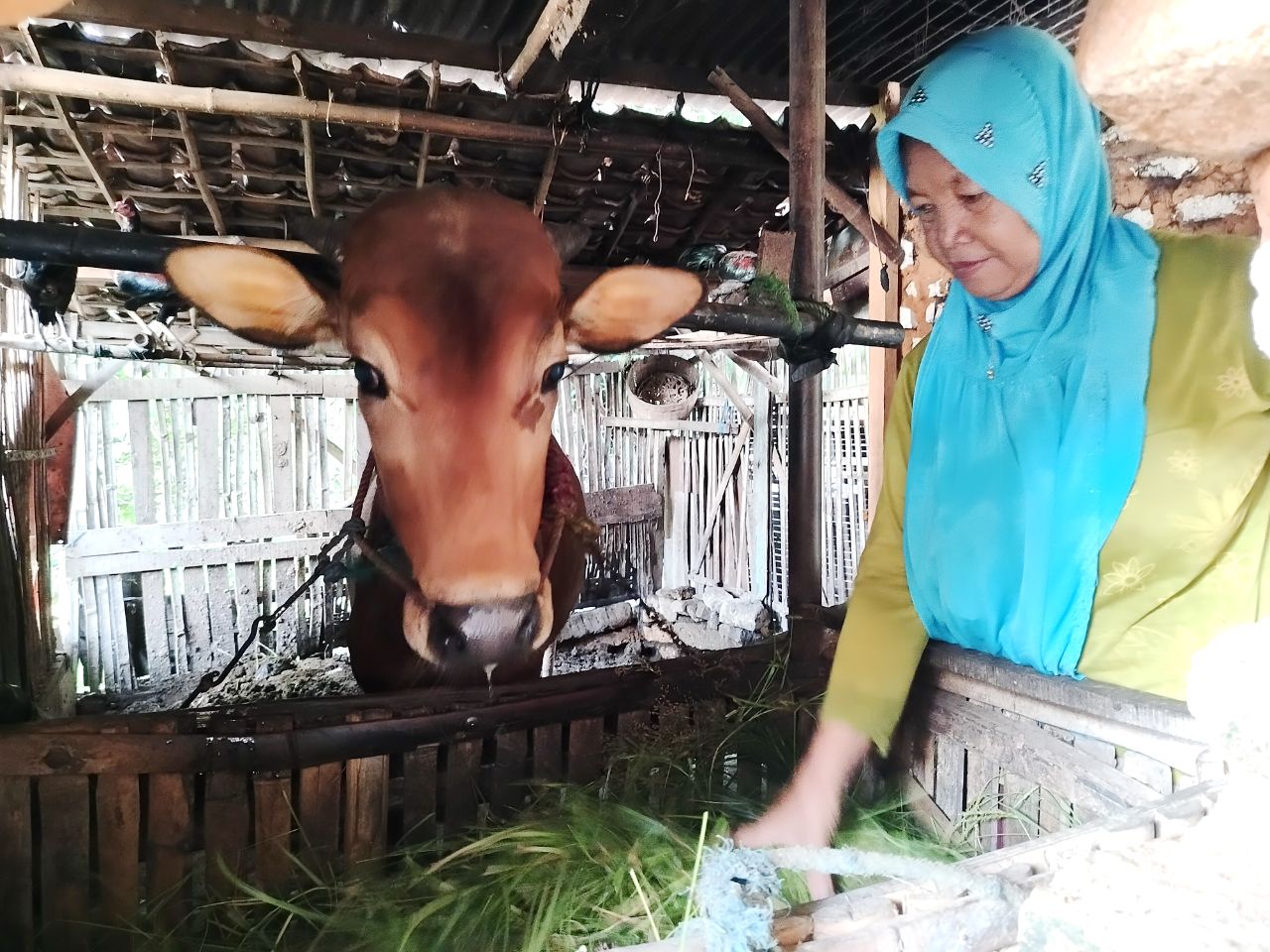 DIRAWAT: Halimah, warga Desa Blumbungan, Kecamatan Larangan, Pamekasan, memberi pakan sapi Rabu (22/5). (LAILIYATUN NURIYAH/JPRM)
