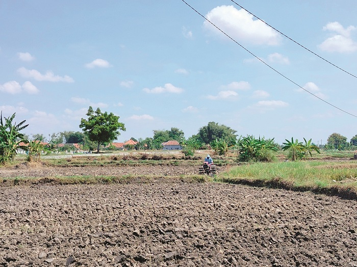 TERIK: Petani di Desa Konang Tengah, Kecamatan Galis, Pamekasan, sedang membajak sawah, Rabu (15/5). (LAILIYATUN NURIYAH/JPRM)