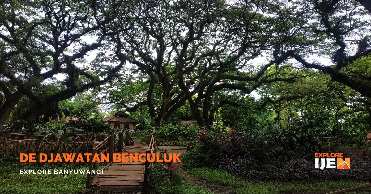 Potret De Djawatan Banyuwangi
