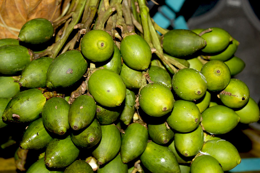 Manfaat Buah Pinang