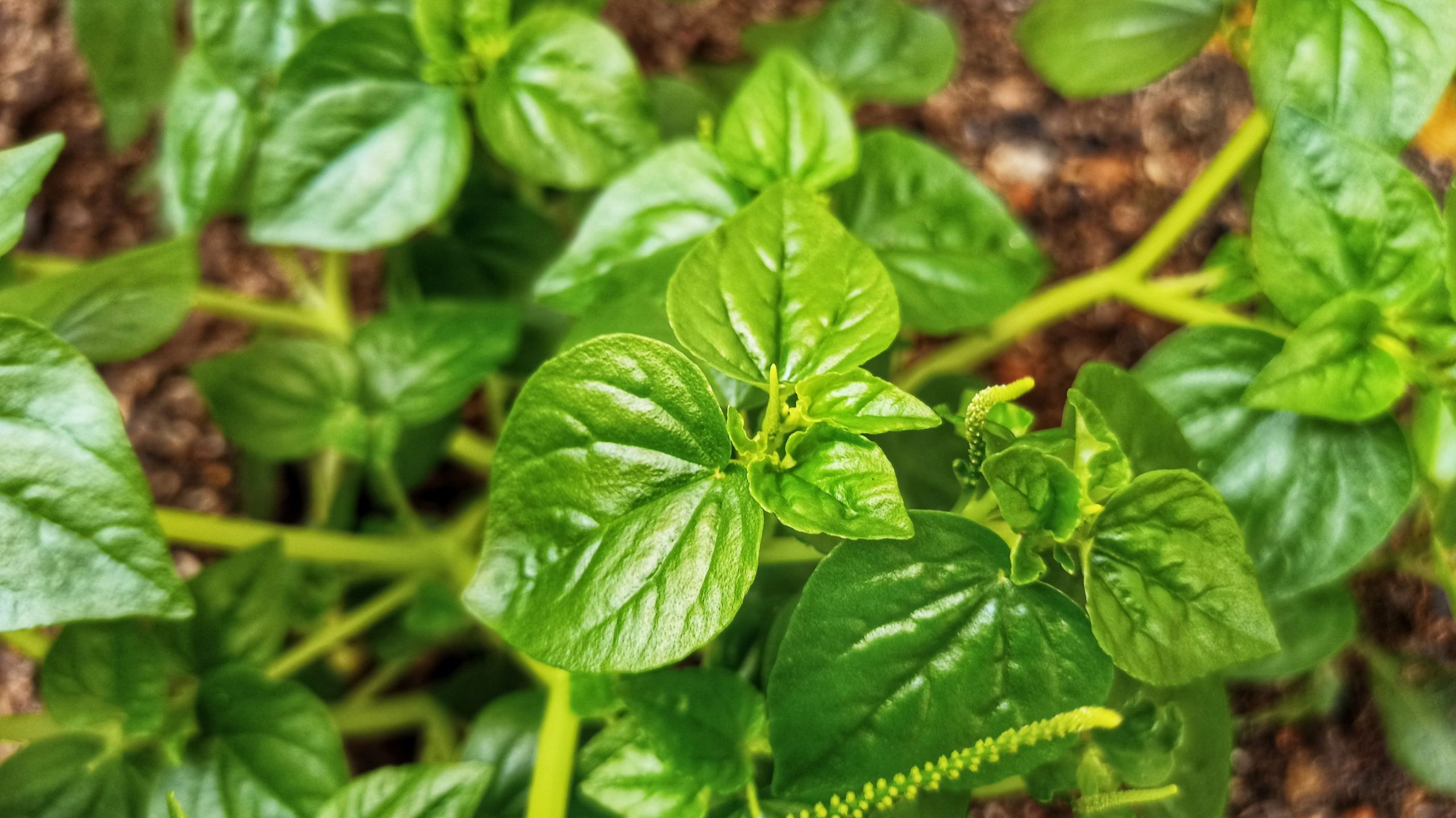 Manfaat Daun Sirih Cina