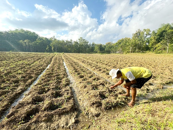 DAUN EMAS: Seorang pekerja membersihkan rumput di lahan tembakau milik CV Jawara Internasional Djaya Kamis (30/5). (MOH. SUBHAN/JPRM)