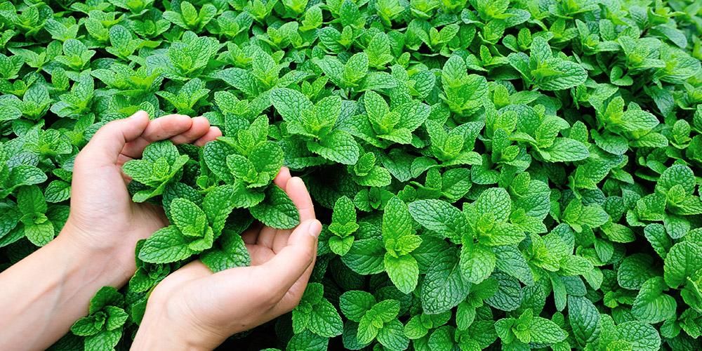 Manfaat Daun Mint