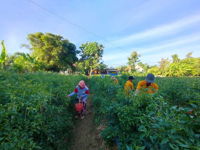 TANAM: Syaiful Hidayat beserta pekerjanya memanen cabai merah besar di lahan pertanian Desa Pademawu Timur, Kecamatan Pademawu, Pamekasan, Sabtu (1/6). (LAILIYATUN NURIYAH/JPRM)