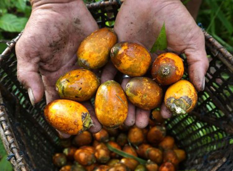 Manfaat buah pinang tua