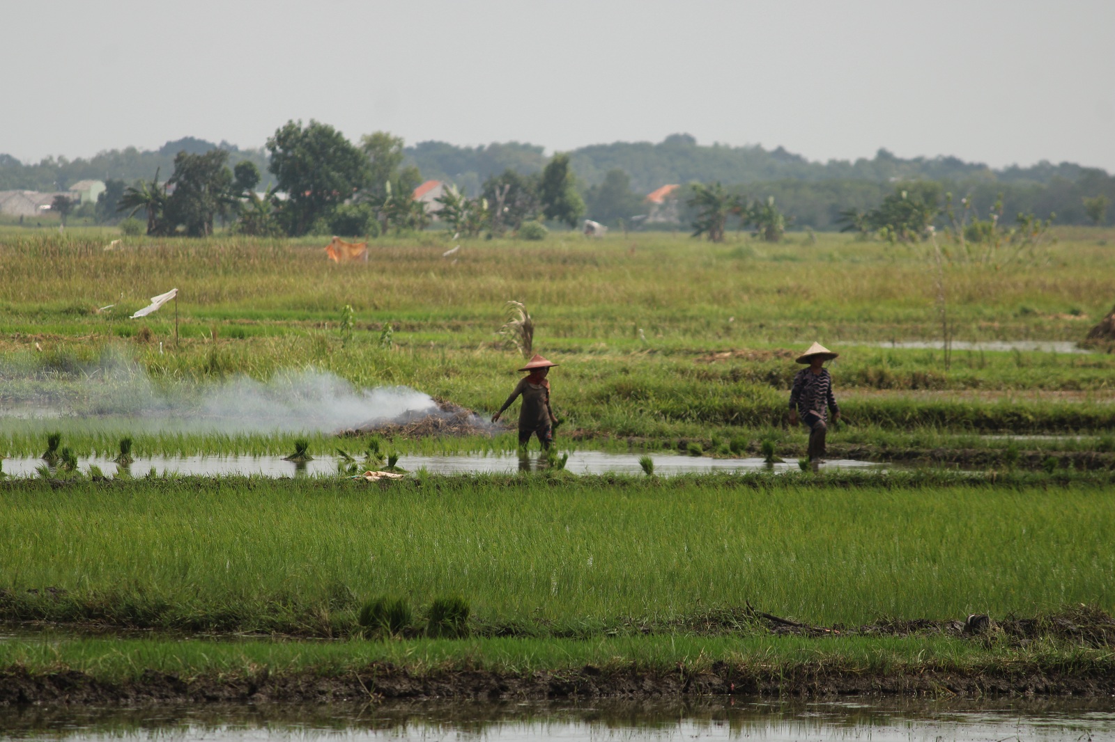 BUTUH DUKUNGAN TEKNOLOGI: Petani bercocok tanam padi secara tradisional di Desa Bilaporah, Kecamatan Socah, Kamis (6/6). (VIVIN AGUSYIN HARTONO/JPRM)