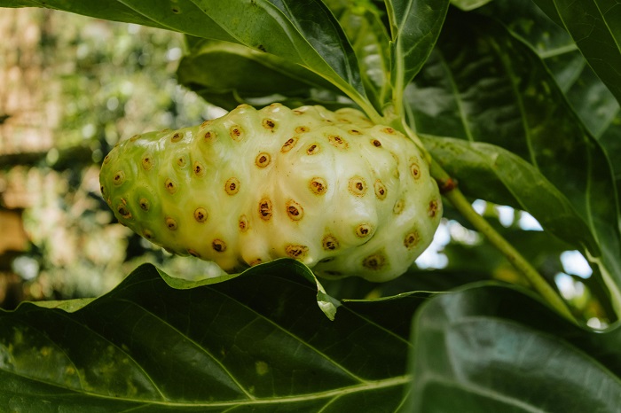 pengolahan yang tepat buah mengkudu