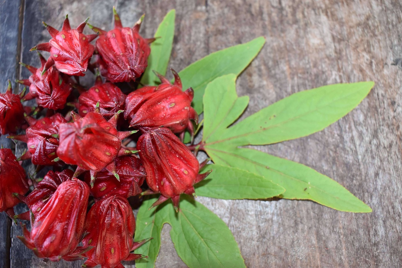 khasiat teh rosela