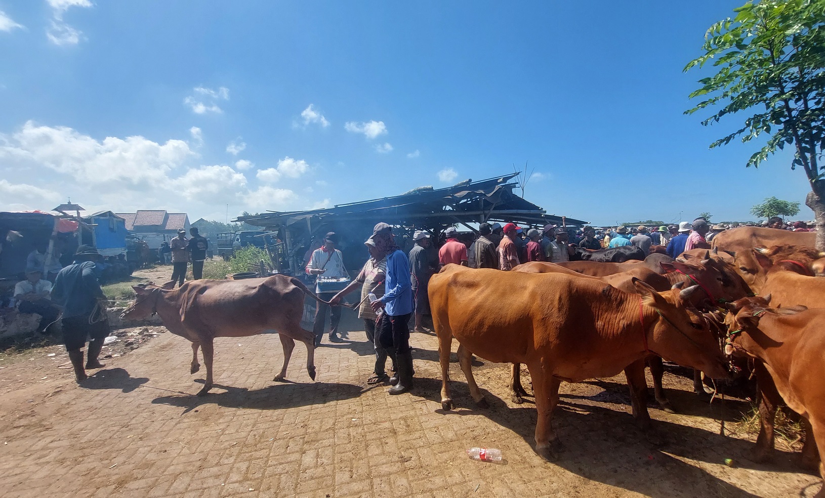 HEWAN TERNAK WAJIB KANTONGI SKKH: Pedagang memajang sapinya yang dijual di Pasar Aeng Sareh, Kecamatan Kota Sampang, Kamis (6/6). (JUNAIDI PONDIYANTO/JPRM)
