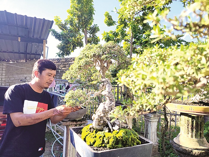 MENGHASILKAN CUAN: Firdaus membersihkan kotoran di daun bonsai santekinya Sabtu (8/6). (LAILIYATUN NURIYAH/JPRM)