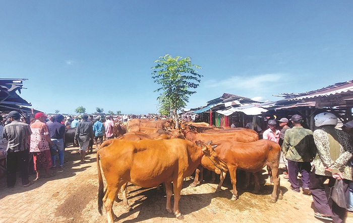 TERAWAT: Pedagang menjajakan sapi di Pasar Aeng Sareh, Kecamatan Kota Sampang, Kamis (6/6). (JUNAIDI PONDIYANTO/JPRM)