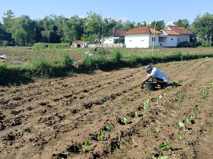 TANAM: Petani menanam tembakau di Desa Plakpak, Kecamatan Pegantenan, Selasa (18/6). (LAILIYATUN NURIYAH/JPRM)