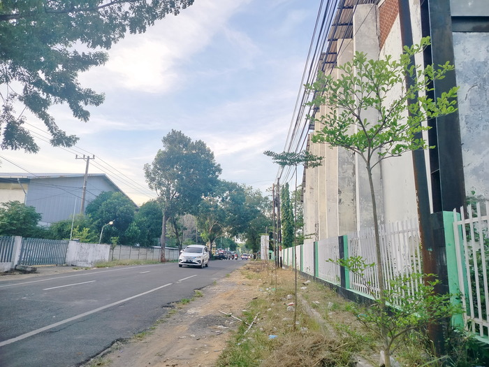 TUMBUH: Pengendara melintas di sekitar pohon turus jalan di depan GOR Nyalaran, Kelurahan Kowel, Rabu (19/6). (LAILIYATUN NURIYAH/JPRM)