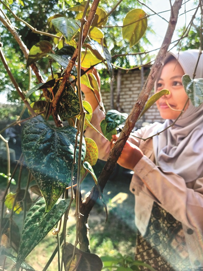SUBUR: Daun sirih merah di depan rumah milik Ainun Nafila di Desa Blumbungan, Kecamatan Larangan, Pamekasan. (LAILIYATUN NURIYAH/JPRM)