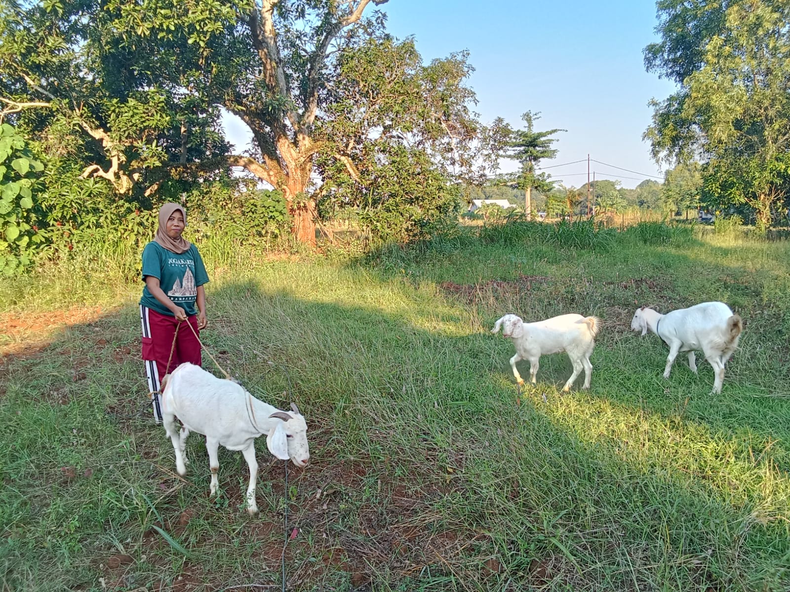 TERNAK: Warga saat mengembala hewan ternak di Dusun Bandung Barat, Desa Keleyan, Kecamatan Socah, Kabupaten Bangkalan, Jumat (21/6). (AHZAMZAM ERENDY/JPRM)