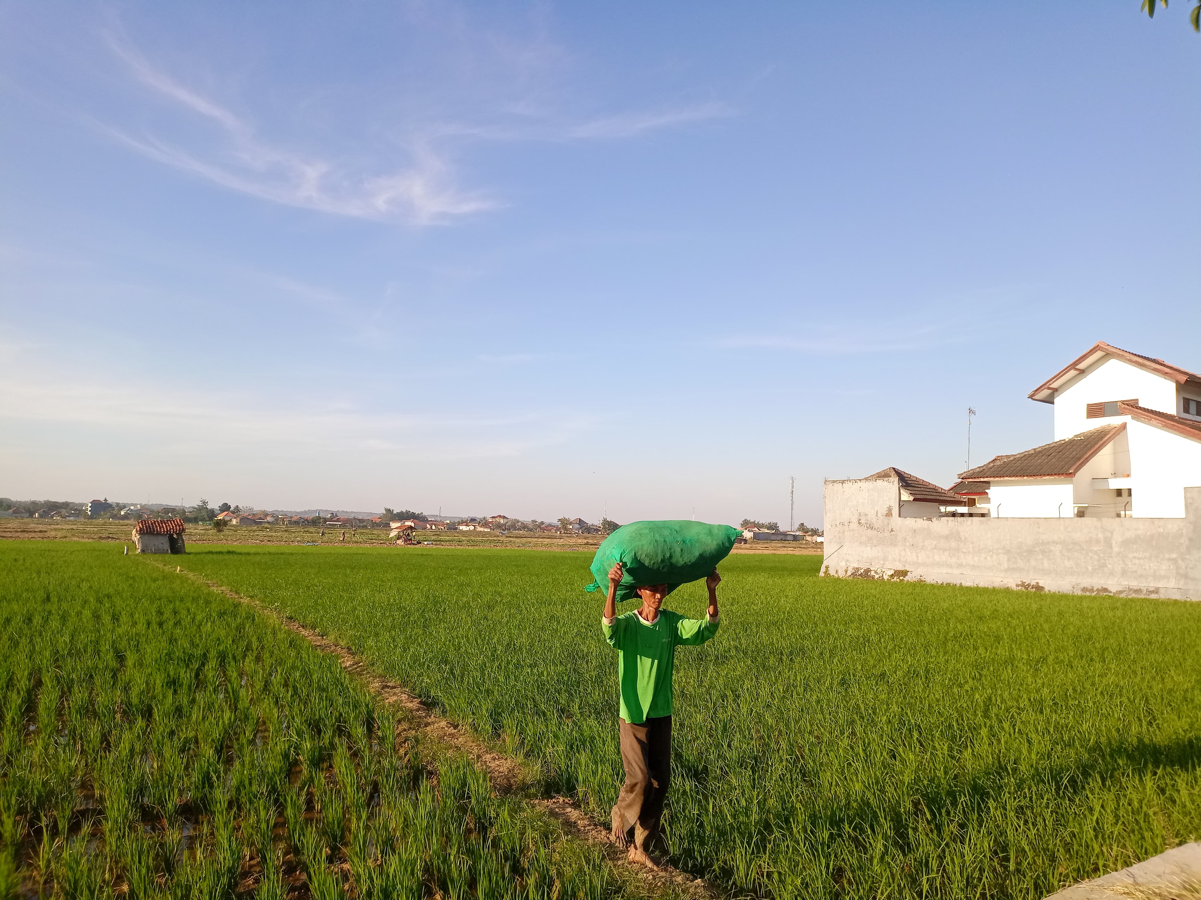 HIJAU: Seorang petani selesai menggarap sawah di Desa Babbalan, Kecamatan Batuan, Sumenep, Jumat (21/6). (MOH. LATIF/JPRM)