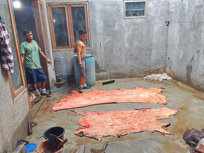 PROSES PEMBERSIHAN: Karyawan Solehan membersihkan kulit sapi di tempat produksi di Dusun Manggisan, Desa Burneh, Kecamatan Burneh, Bangkalan, Minggu (23/6). (AHZAMZAM ERENDY/JPRM)