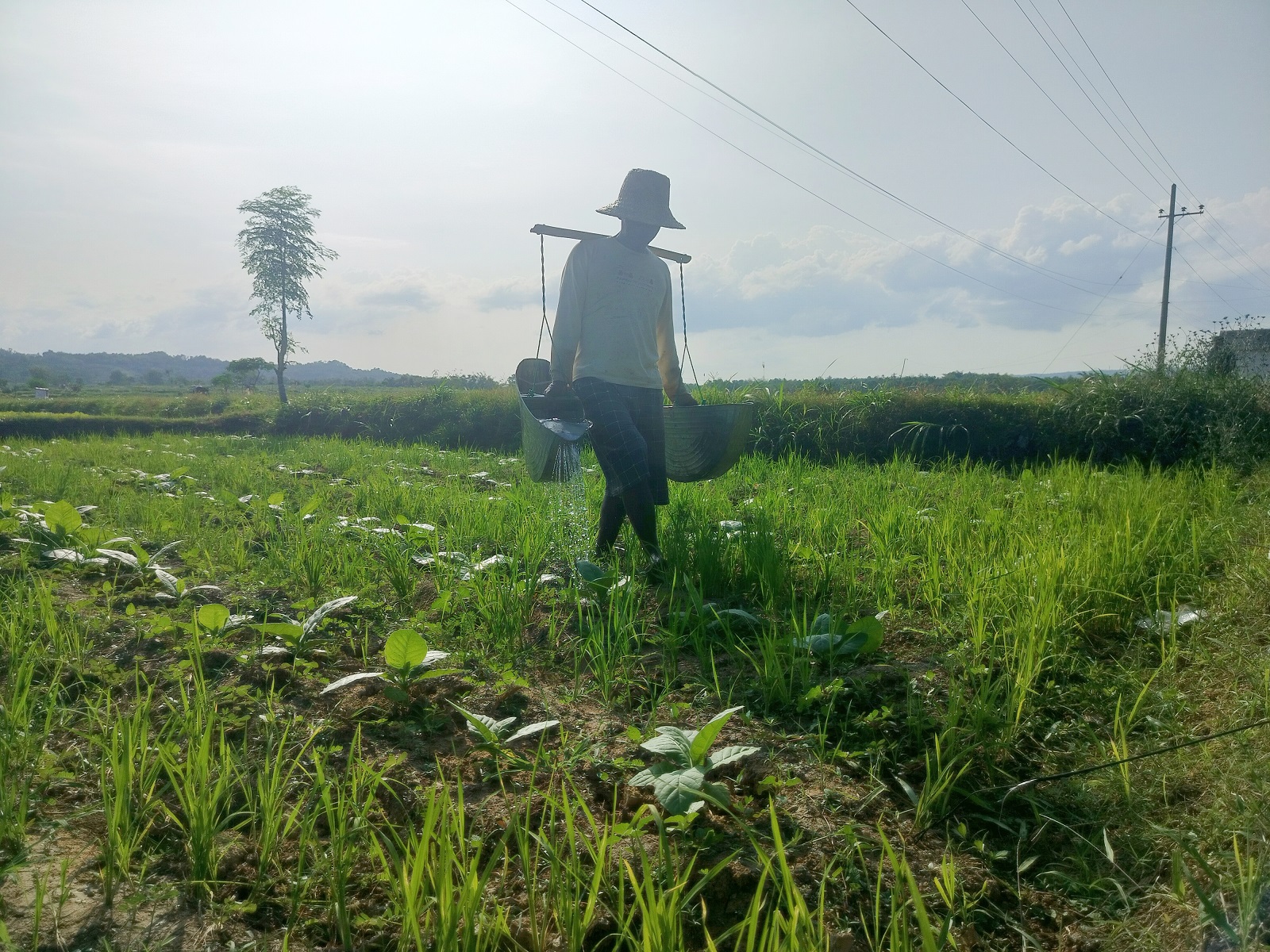 BANTUAN DKPP: Petani di Desa Plakpak, Kecamatan Pegantenan, Pamekasan, menyiram tembakaunya Minggu (7/7).