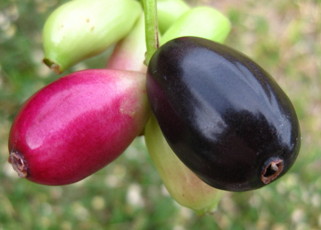 buah juwet, duwet atau jamblang
