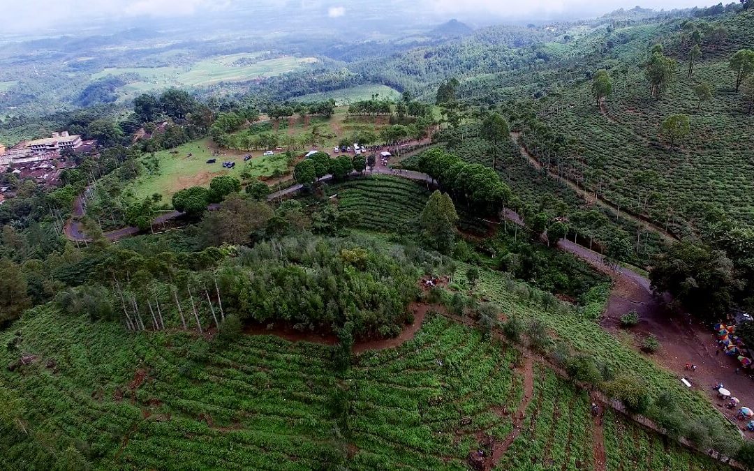 panorama wisata Kebun Teh Jamus di Ngawi