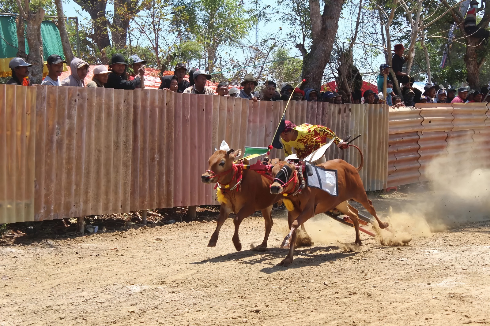 TRADISI: Joki memacu sepasang sapi menuju garis finis pada event karapan sapi tingkat Kabupaten Sumenep di Lapangan Bluto, Sabtu (23/9/2023). 