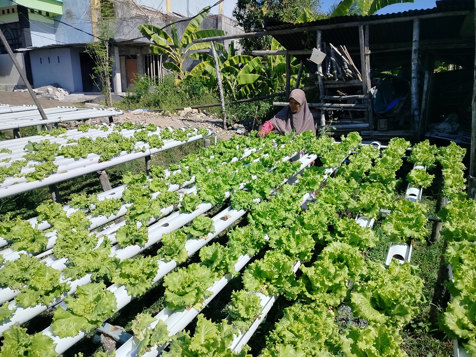 TERIK: Imamah mengecek tanaman selada hidroponik di Desa Ceguk, Kecamatan Tlanakan, Pamekasan, Senin (10/6).