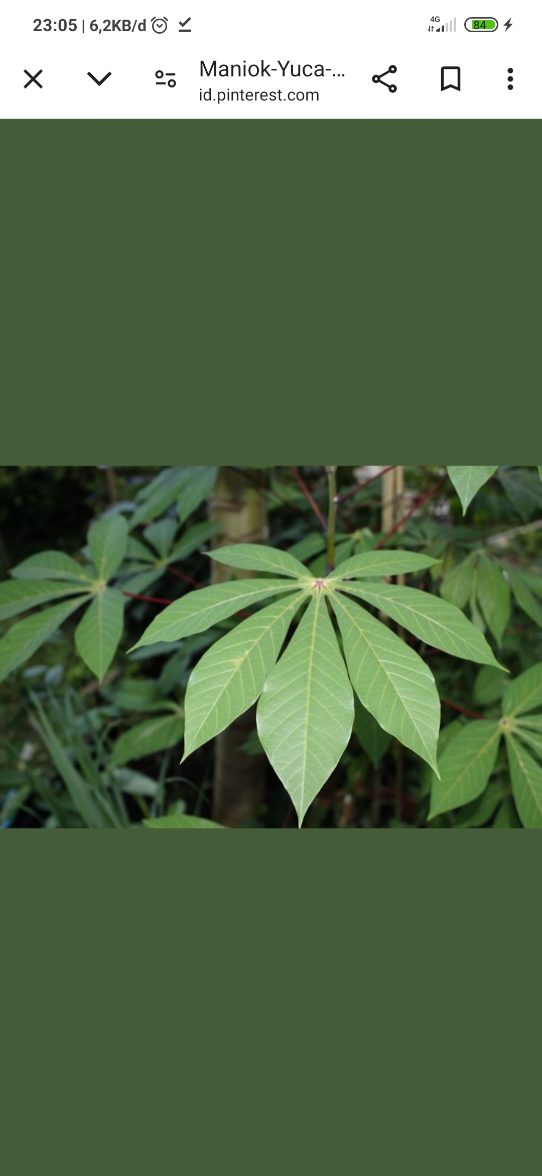 Daun Singkong yang ternyata kaya akan manfaat untuk kesehatan