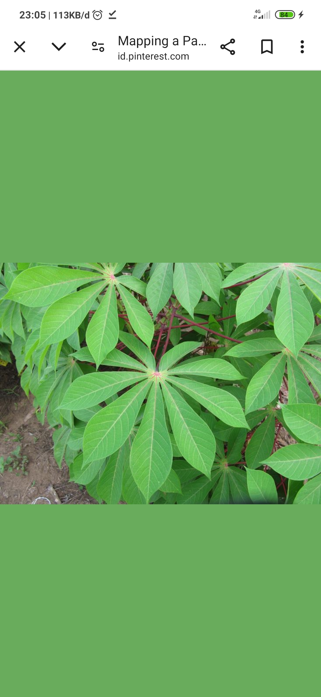 Daun Singkong punya beragam manfaat yang tak banyak diketahui.