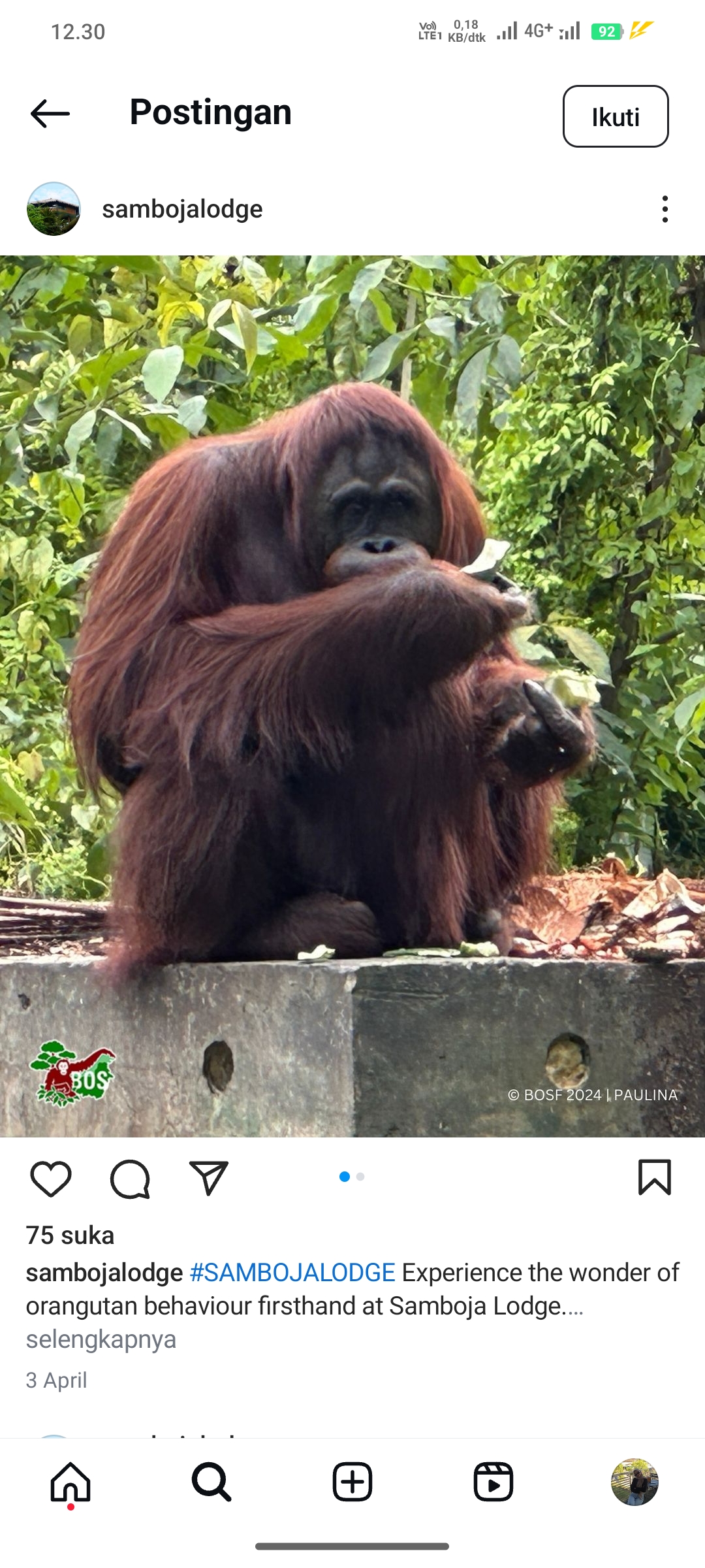 Orang Utan di Samboja Lodge