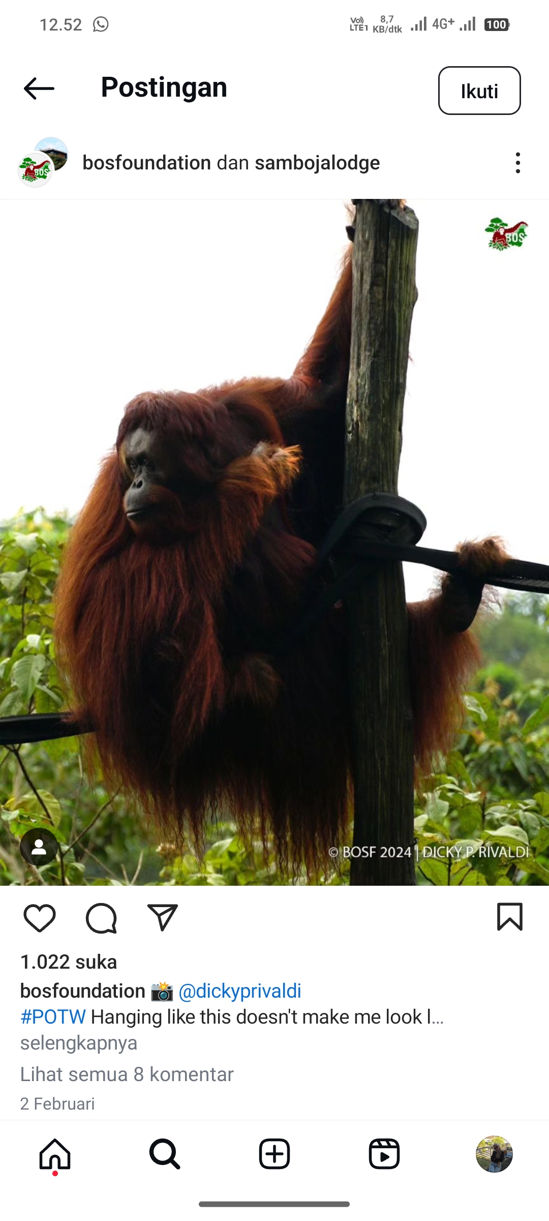 Orangutan di Samboja Lodge