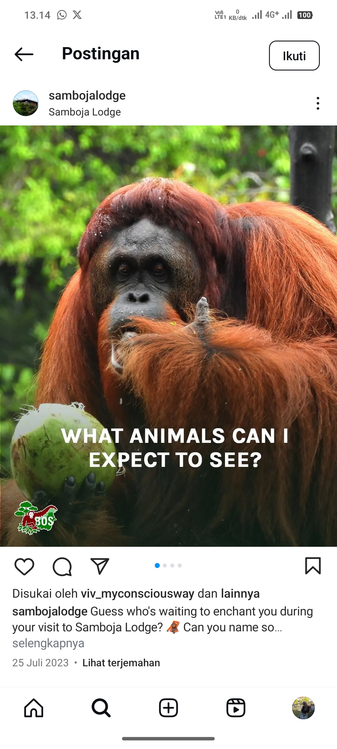 Orangutan di Samboja Lestari