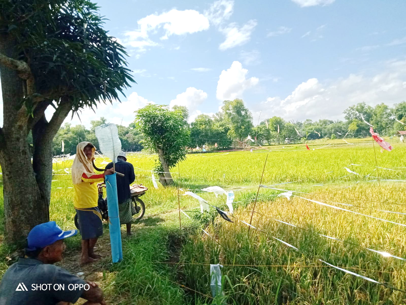 GIAT: Petani menghalau burung pipit di lahan pertanian Desa Baliporah, Kecamatan Socah, Kamis (1/8). (IMAMUDIN/JPRM)