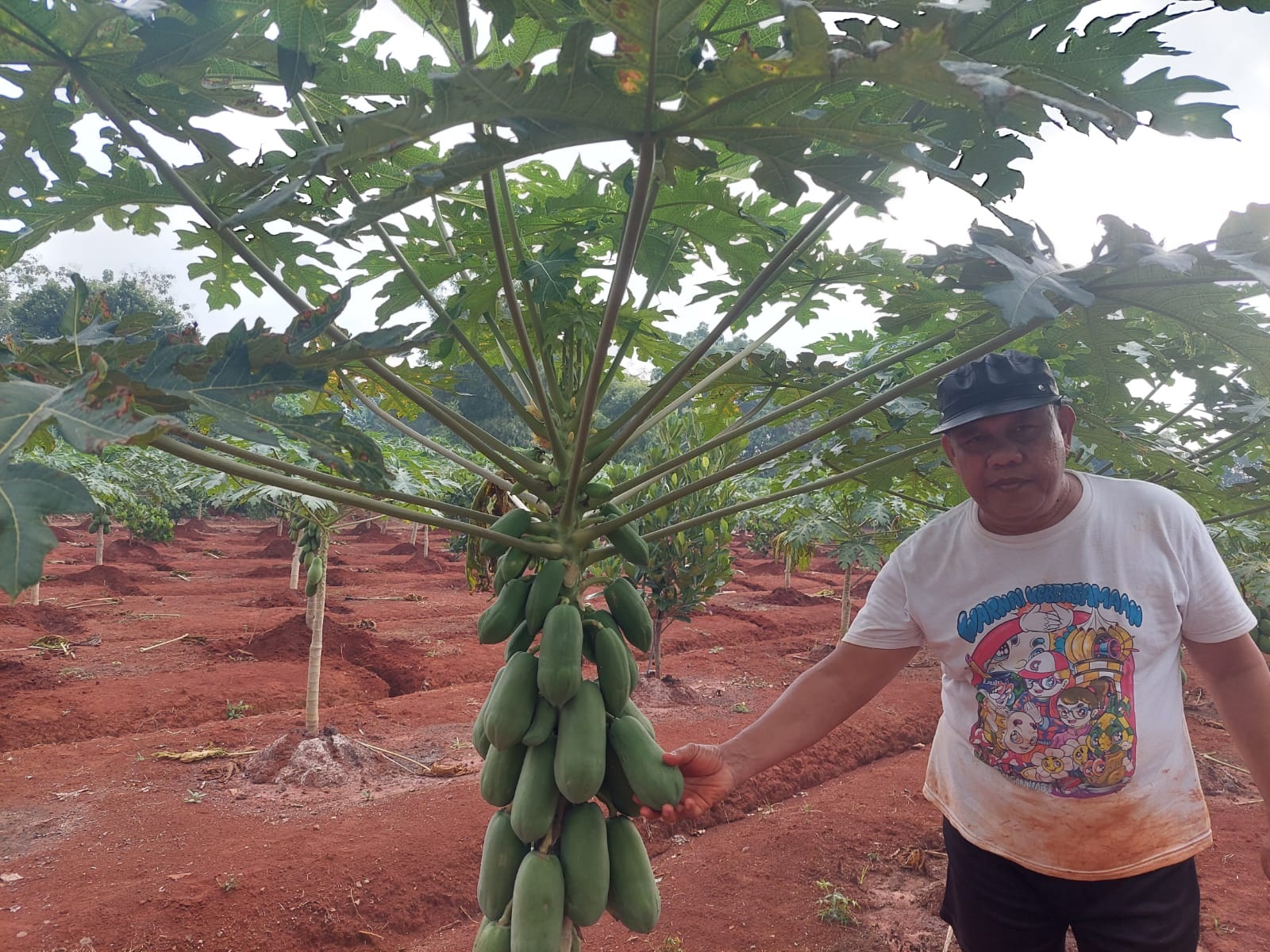 NUNGGU PANEN: Slamet Subari tengah mengecek buah pepaya california di kebunnya, Desa Keleyan, Kecamatan Socah, Bangkalan, Sabtu (6/7).