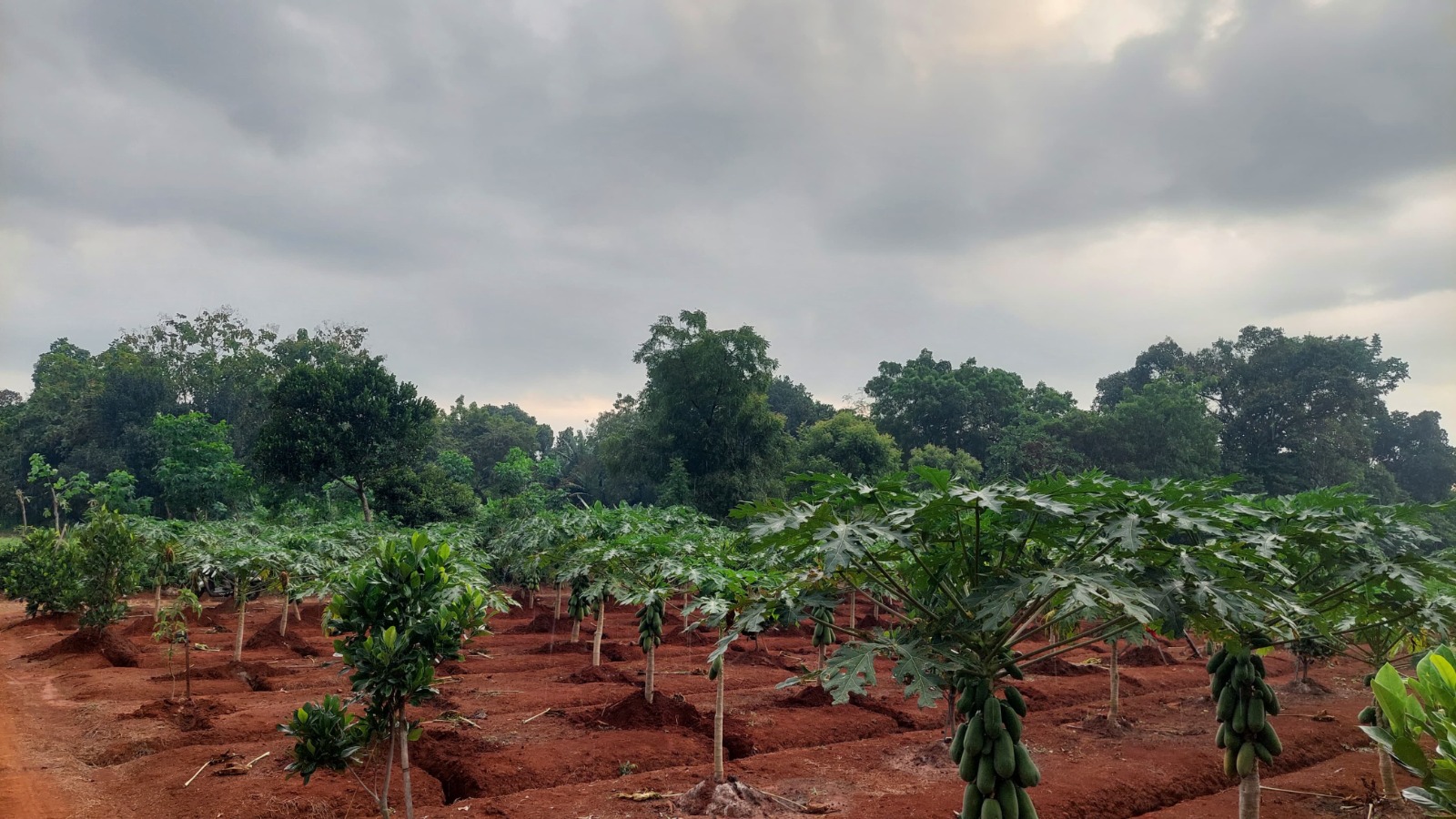 SUBUR: Lahan perkebunan pepaya california milik Slamet Subari di Desa Keleyan, Kecamatan Socah, Bangkalan, Sabtu (6/7).