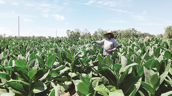 DAUN EMAS: Petani Desa Teja Barat, Pamekasan, sedang menyiram tembakau Kamis (8/8). (KHOLIL RAMLI/JPRM)