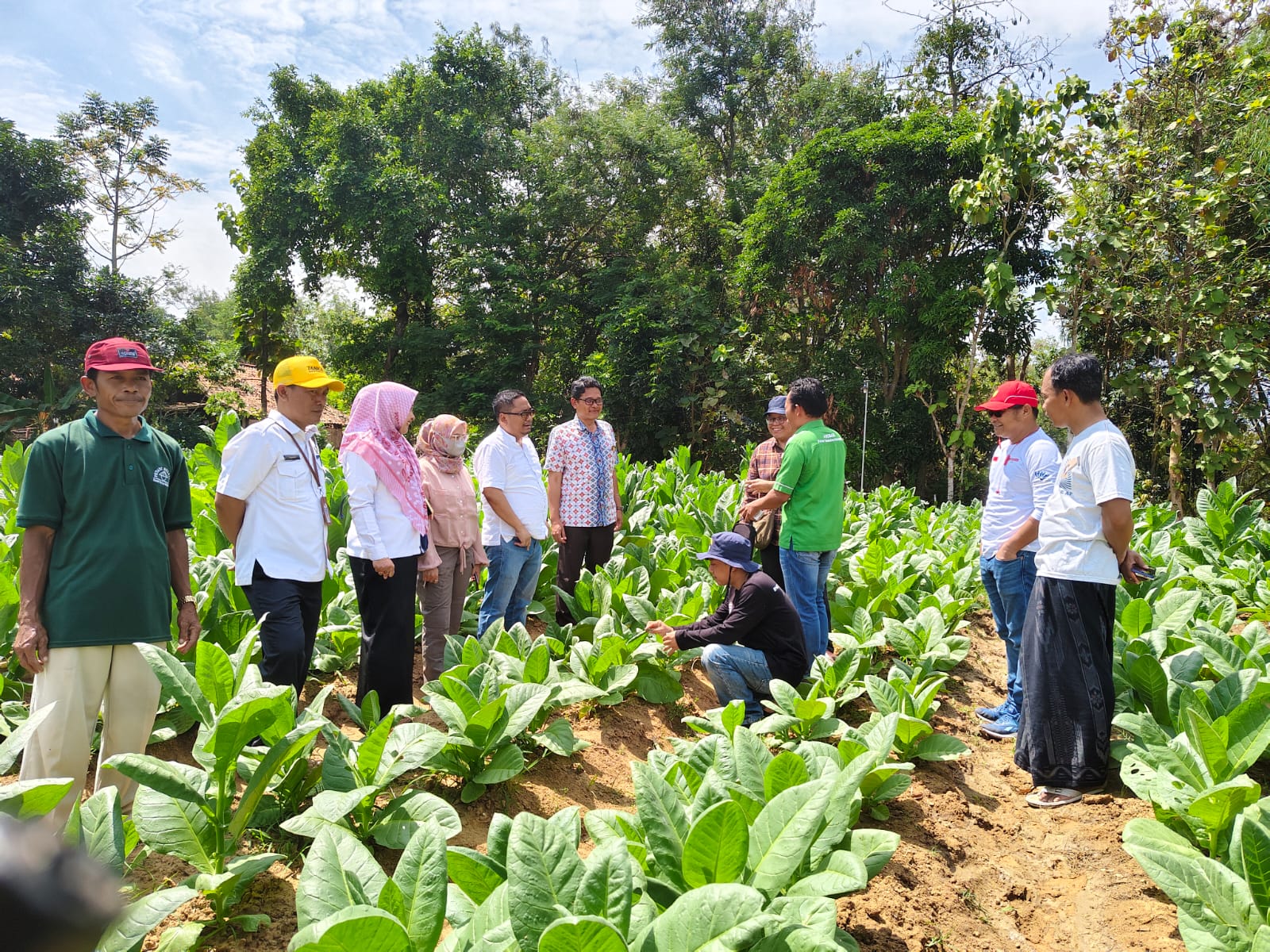 TINJAU: Tim dari Disbun Provinsi Jatim, BSIP TAS, disperta, APTI, LIRA Bangkalan saat meninjau tembakau milik petani di Desa Alasraja, Kecamatan Blega, Kamis (8/8). (FOTO JPRM)