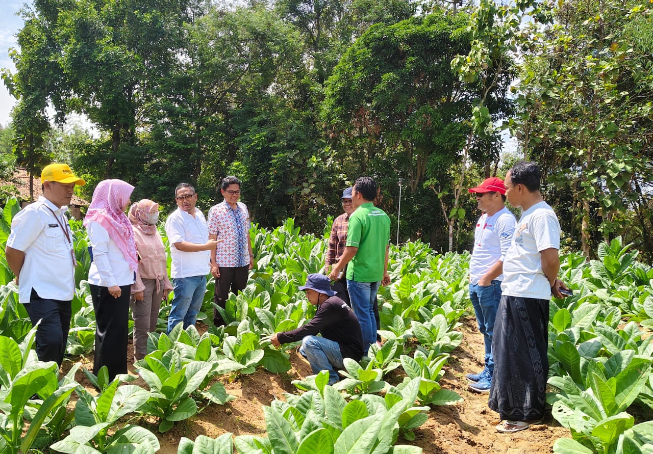 TINJAU: Tim dari Dinas Perkebunan Provinsi Jatim, BSIP TAS, Dinas Pertanian (Disperta), APTI, LIRA Bangkalan saat meninjau tembakau milik petani di Desa Alasrajah, Blega, Bangkalan, Kamis (8/8).