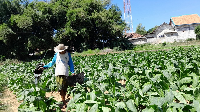 DAUN EMAS: Sahuri, petani Desa&nbsp;Taroan, Kecamatan Tlanakan, Pamekasan, sedang menyiram tembakau Sabtu (10/8). (M. KHOLIL RAMLI/JPRM)