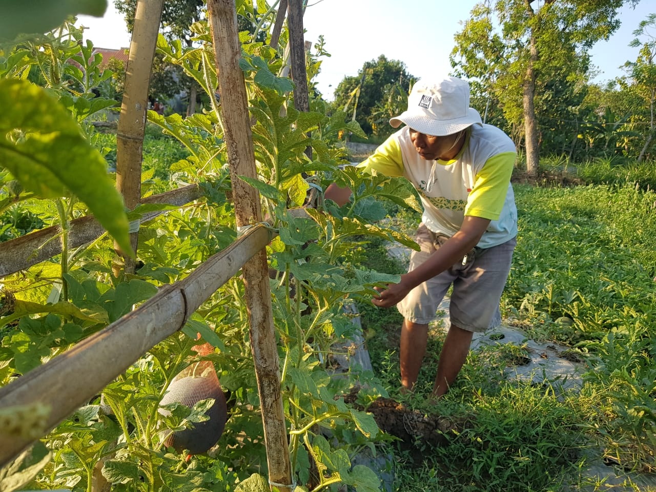 TERIK: Alin Purnomo mengecek tanaman semangka merah gantung tanpa biji di lahan pertanian Desa Panaguan, Kecamatan Larangan, Pamekasan, Sabtu (20/7). (LAILIYATUN NURIYAH/JPRM)