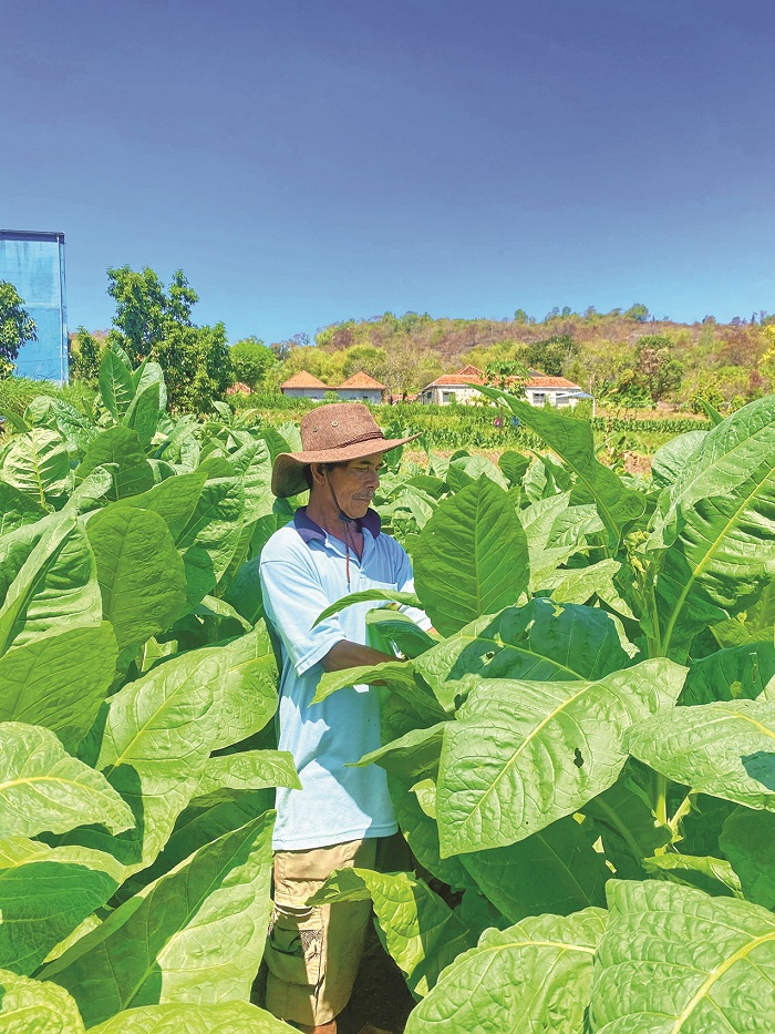 DAUN EMAS: Petani memetik daun tembakau yang rusak di Desa Waru Barat, Kecamatan Waru, Pamekasan, Minggu (11/8). (MOH. IQBAL AFGANI/JPRM)