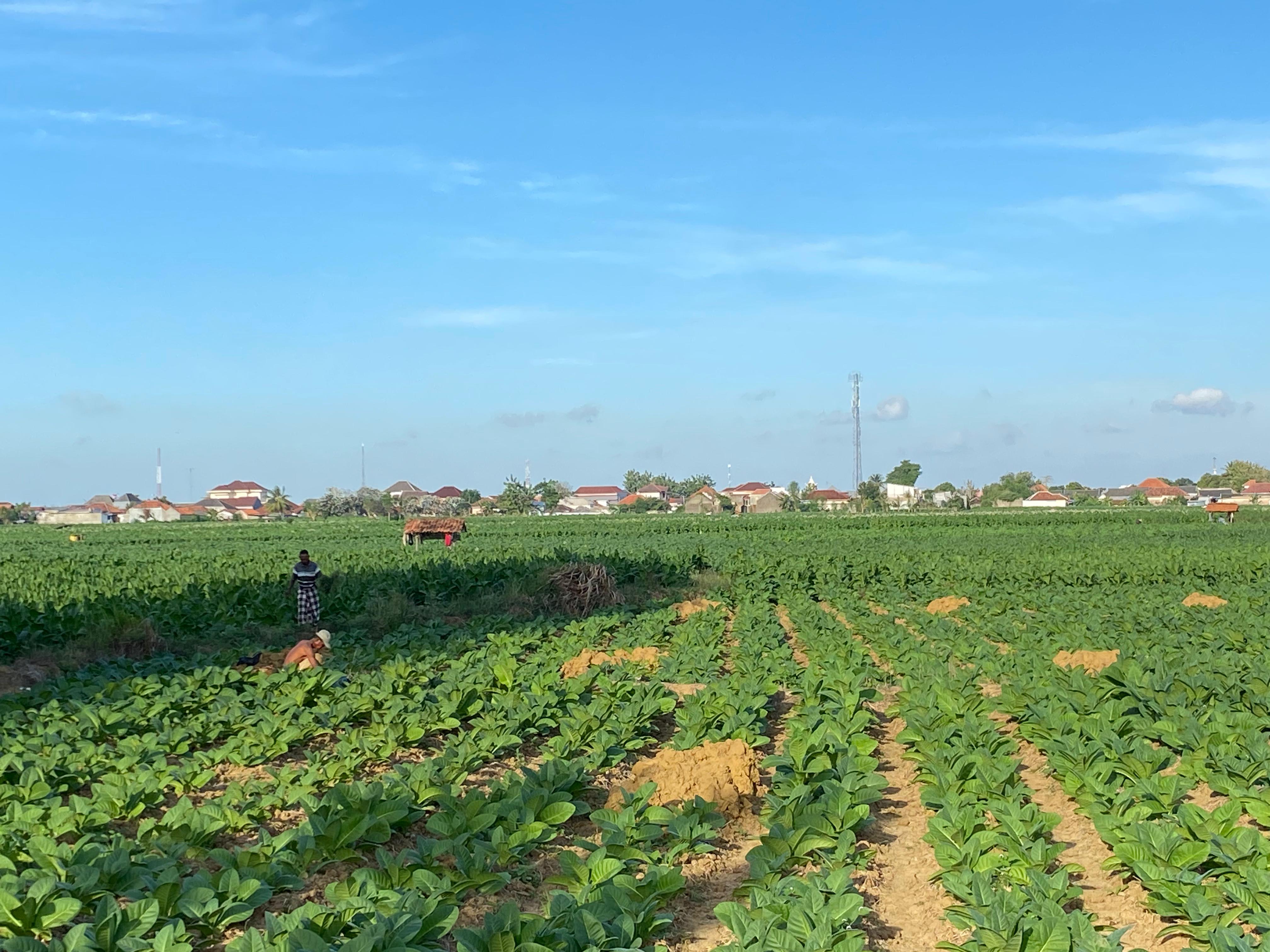 BERTANI: Petani di Desa/Kecamatan Batuan, Sumenep, tengah menyiangi tanaman tembakaunya Senin (12/8). (MOH. JUNAIDI/JPRM)