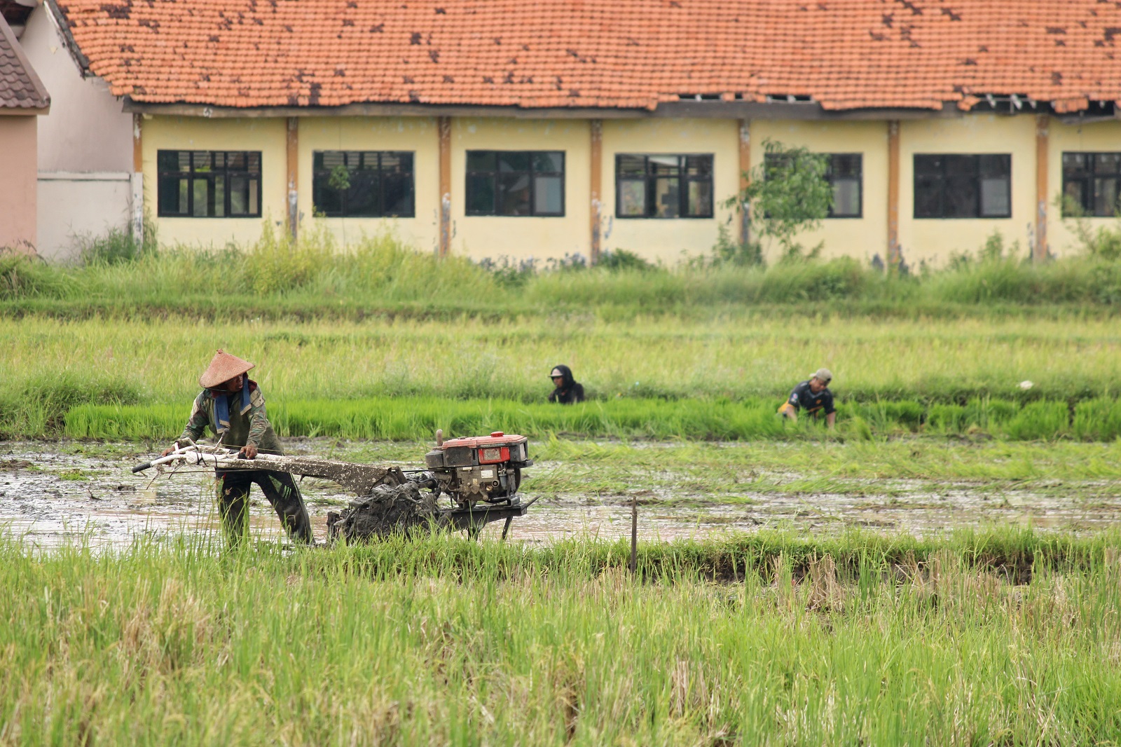 BANTUAN ALSINTAN: Petani membajak sawahnya di Desa Bilaporah, Kecamatan Socah, Bangkalan, Jumat (24/5).