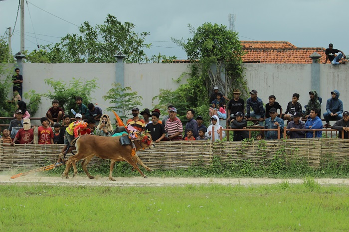 PEGIAT BUDAYA: Joki memacu sapi karapannya di Stadion RP Moch. Noer Bangkalan, Senin (26/2). (VIVIN AGUSTIN HARTONO/JPRM)