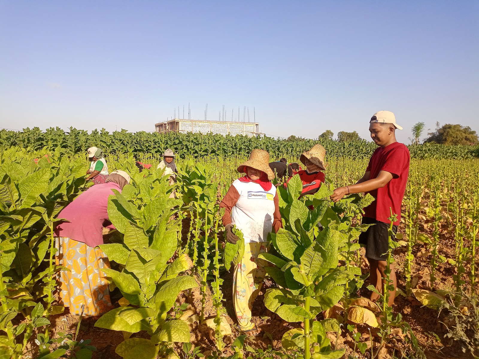 PANEN: Sejumlah petani memanen tembakau di Desa Babbalan, Kecamatan Batuan, Sumenep. (MOH. LATIF/JPRM)