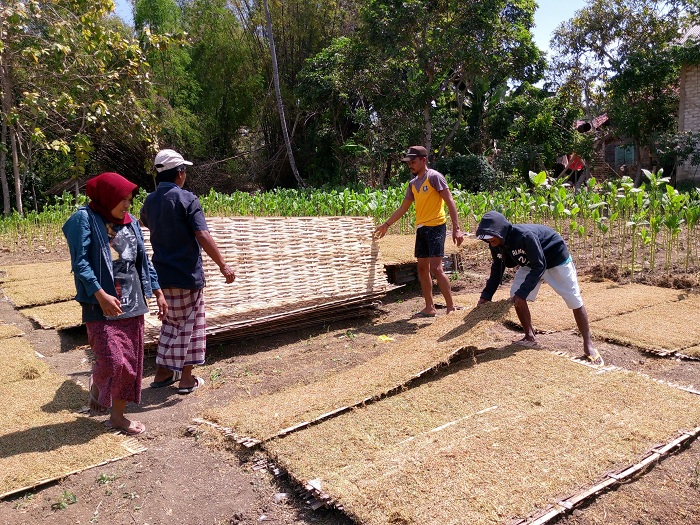 SUMBER PENGHASILAN: Warga menjemur tembakau di Desa Moncek Timur, Kecamatan Lenteng, Sumenep, Jumat (30/8). (MOH. LATIF/JPRM)