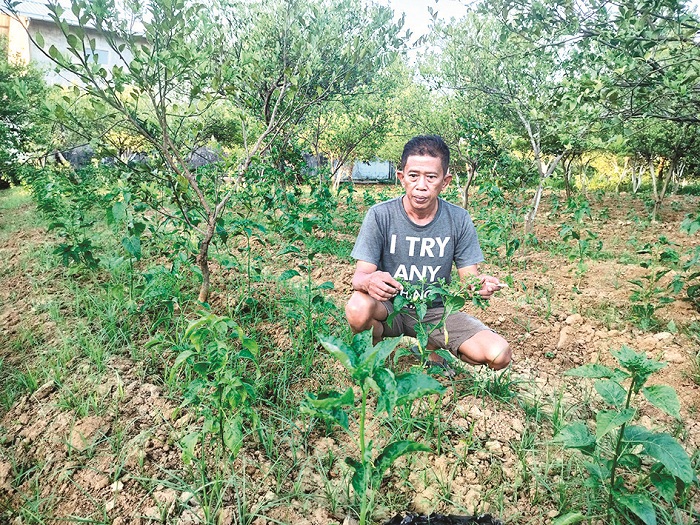 BARU: Nolo Garjito, warga Desa Polagan, Kecamatan Galis, Pamekasan, menunjukkan tanaman cabai rawitnya yang masih dua minggu, Sabtu (3/8). (LAILIYATUN NURIYAH/JPRM)