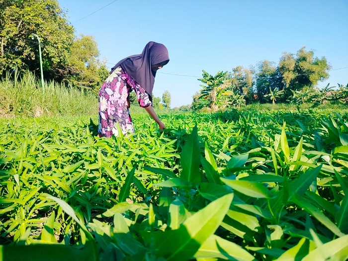 TANAM: Nur Laily mengecek tanaman kangkung di lahannya Desa Sumedangan, Kecamatan Pademawu, Pamekasan. (LAILIYATUN NURIYAH/JPRM)