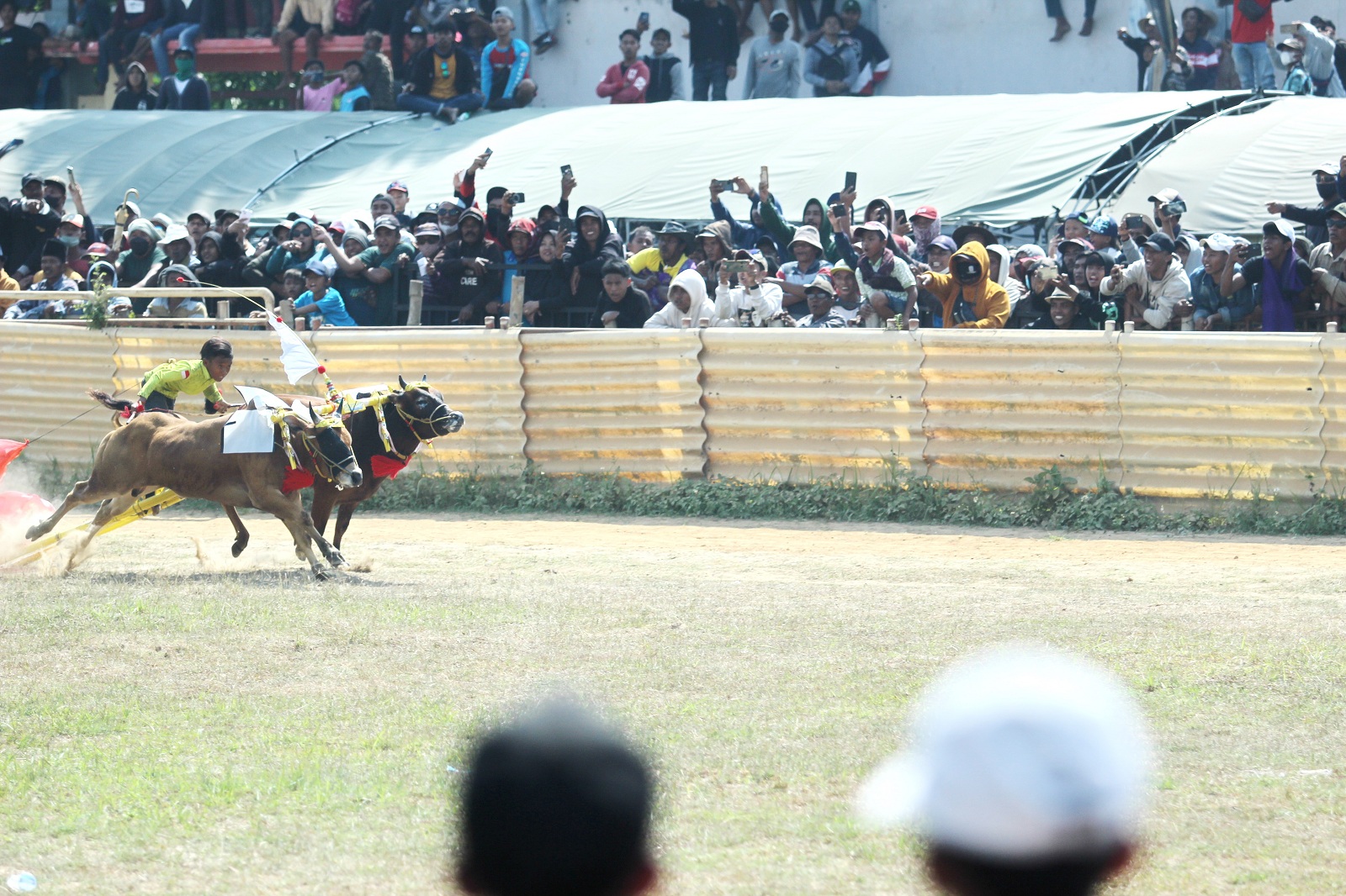 BUDAYA MADURA: Joki menunggangi sapi karapan dalam ajang Piala Presiden di Stadion Karapan Sapi RP Moch. Noer Bangkalan, Minggu (1/9). (VIVIN AGUSTIN HARTONO/JPRM)